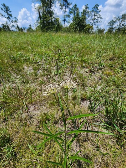 Longleaf Milkweed (Asclepias longifolia). Longleaf Milkweed photographed in Wewahitchka, FL 32465, USA