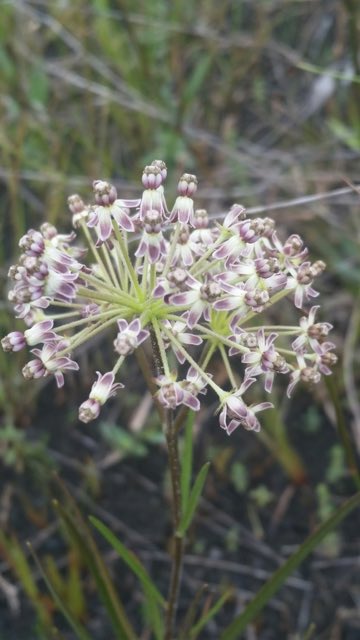 Longleaf Milkweed (Asclepias longifolia). Longleaf Milkweed photographed in Punta Gorda, FL 33982, USA