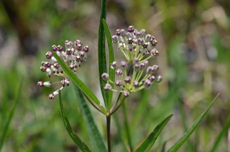 Longleaf Milkweed (Asclepias longifolia) in flower