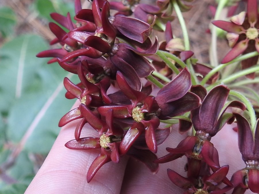 Mahogany Milkweed (Asclepias hypoleuca). Mahogany Milkweed photographed in Barfoot Park, Arizona