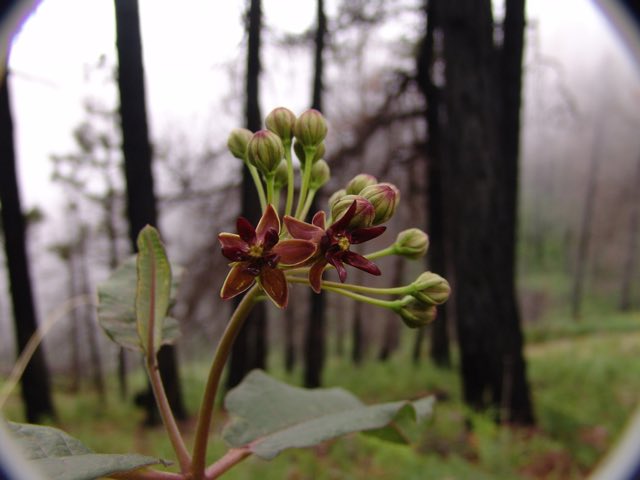 Mahogany Milkweed (Asclepias hypoleuca). Mahogany Milkweed photographed in Rustler Park Chiricahua mtns Cochise county Arizona 