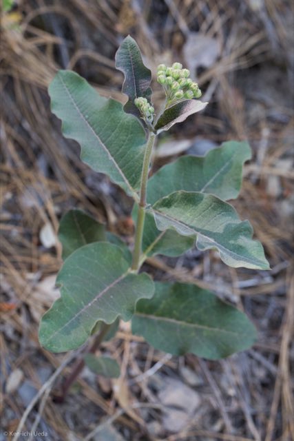 Mahogany Milkweed (Asclepias hypoleuca). Mahogany Milkweed photographed in Butterfly Trail, Mt. Lemmon, Pima County, AZ, USA