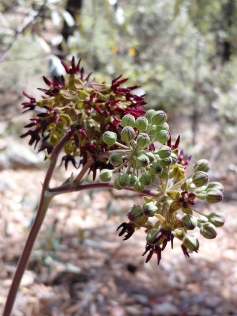 Mahogany Milkweed (Asclepias hypoleuca). Mahogany Milkweed photographed in Pima County, US-AZ, US