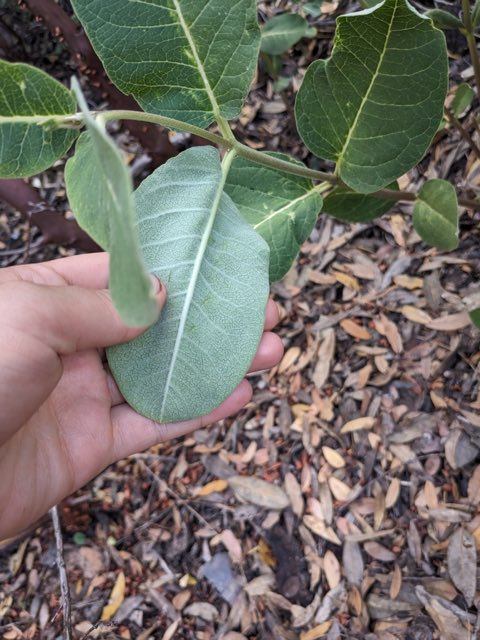 Mahogany Milkweed (Asclepias hypoleuca). Mahogany Milkweed photographed in Sierra Vista Southeast, AZ, USA