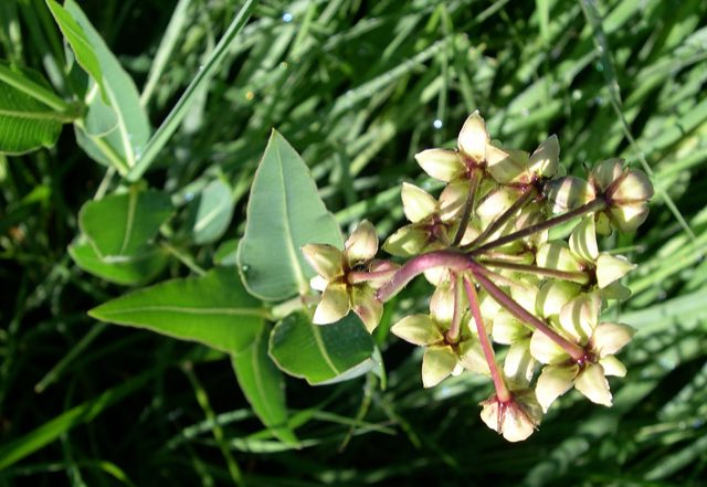 Mead’s Milkweed (Asclepias meadii). Mead's Milkweed (Asclepias meadii) - Flickr - Jay Sturner (1)