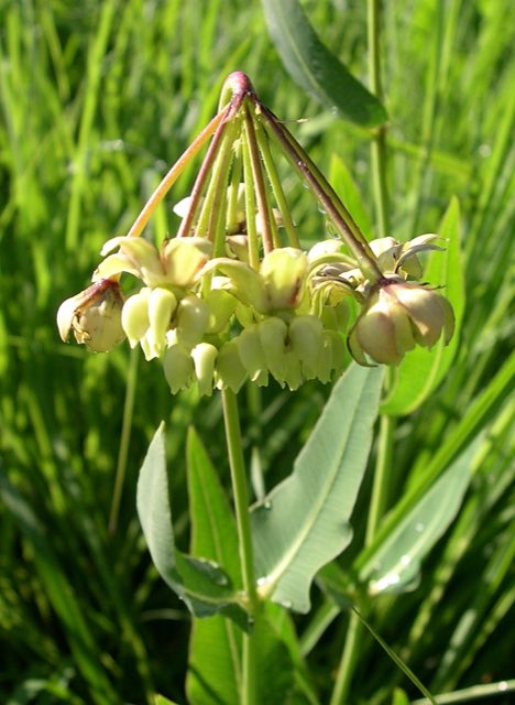 Mead’s Milkweed (Asclepias meadii). Mead's Milkweed (Asclepias meadii) - Flickr - Jay Sturner (4)