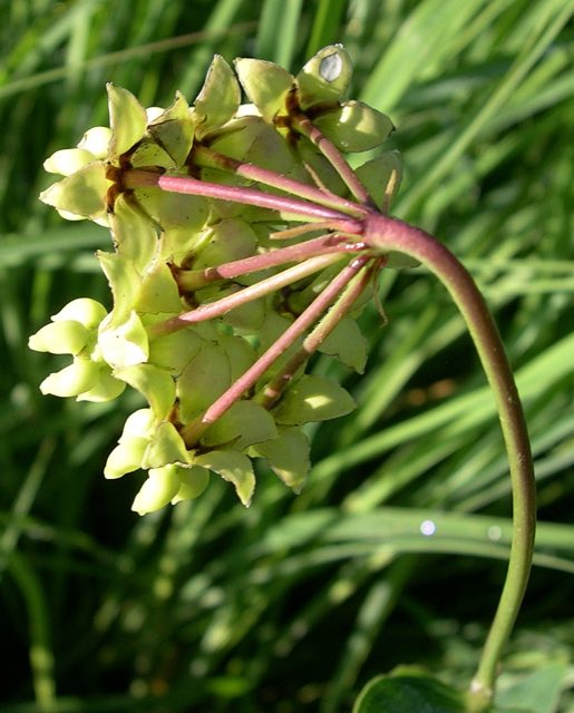 Mead’s Milkweed (Asclepias meadii). Mead's Milkweed (Asclepias meadii) - Flickr - Jay Sturner (5)