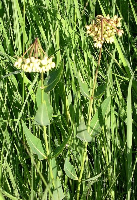 Mead’s Milkweed (Asclepias meadii). Mead's Milkweed (Asclepias meadii) - Flickr - Jay Sturner (6)