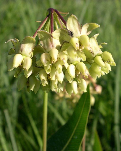 Mead’s Milkweed (Asclepias meadii). Asclepiasmeadii