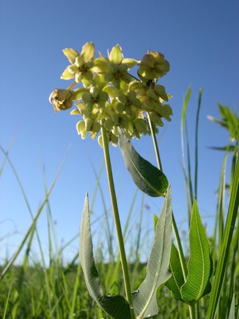 Mead’s Milkweed (Asclepias meadii) in flower