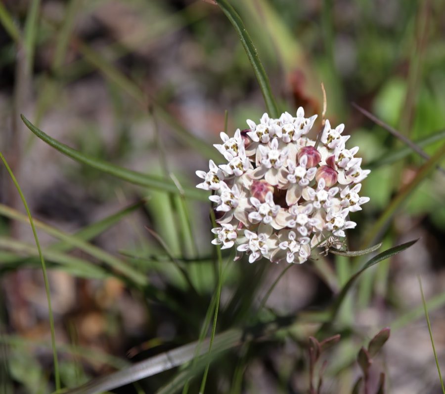 Michaux’s Milkweed (Asclepias michauxii). Asclepias michauxii in flower