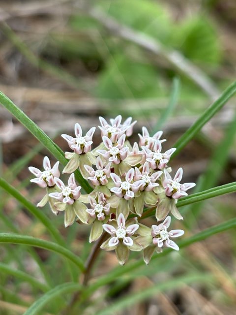 Michaux’s Milkweed (Asclepias michauxii). Michaux’s Milkweed photographed in SW Forest Road 180, Bristol, FL, US
