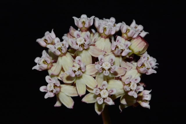 Michaux’s Milkweed (Asclepias michauxii). Michaux’s Milkweed photographed in Covington County, AL, USA