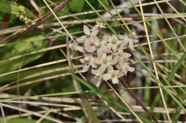 Michaux’s Milkweed (Asclepias michauxii). Michaux’s Milkweed photographed in Liberty County, FL, USA