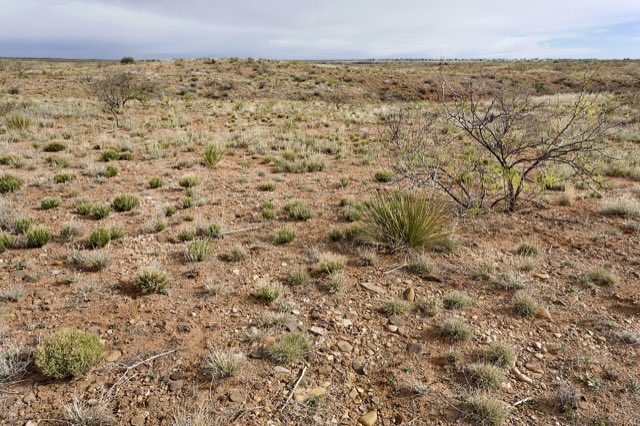 Mojave Milkweed (Asclepias nyctaginifolia). South side of Ute Lake - Flickr - aspidoscelis