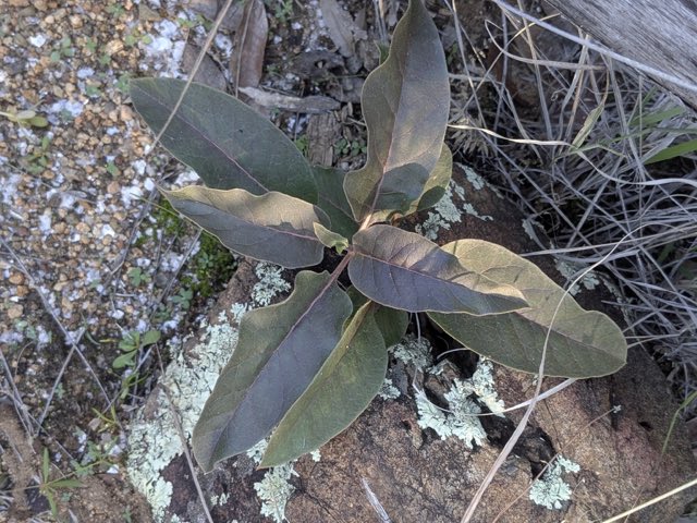 Mojave Milkweed (Asclepias nyctaginifolia). Mojave Milkweed photographed in Crown King, AZ 86343, USA