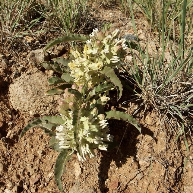 Mojave Milkweed (Asclepias nyctaginifolia). Mojave Milkweed photographed in Santa Cruz County, AZ, USA