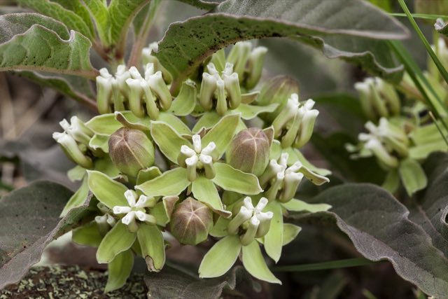 Mojave Milkweed (Asclepias nyctaginifolia). Mojave Milkweed photographed in 33.369 -108.116