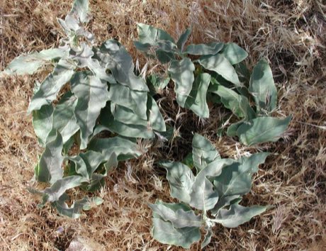 Mojave Milkweed (Asclepias nyctaginifolia) in flower