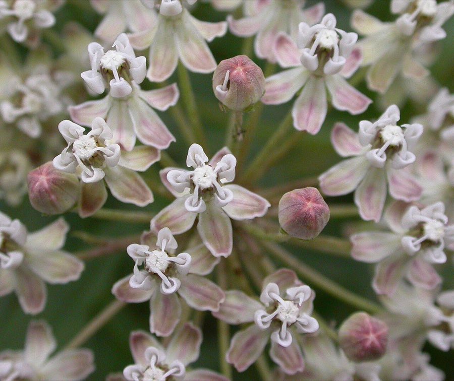 Narrowleaf Milkweed (Asclepias fascicularis). Asclepias fascicularis flowers 2003-06-05