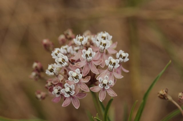 Narrowleaf Milkweed (Asclepias fascicularis). Narrowleaf Milkweed - Asclepias fascicularis (28595012917)