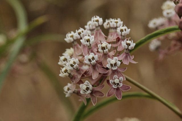 Narrowleaf Milkweed (Asclepias fascicularis). Narrowleaf Milkweed - Asclepias fascicularis (28595687447)