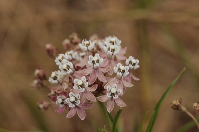 Narrowleaf Milkweed (Asclepias fascicularis). Narrowleaf Milkweed - Asclepias fascicularis (28595689207)