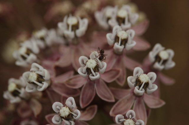 Narrowleaf Milkweed (Asclepias fascicularis). Narrowleaf Milkweed - Asclepias fascicularis (43436024432)