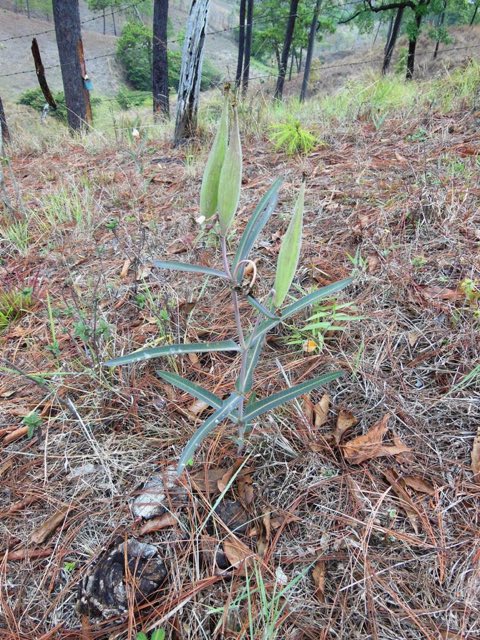 Nodding Milkweed (Asclepias glaucescens). Nodding Milkweed photographed in California, Reserva de la Biosfera La Sepultura, Chiapas