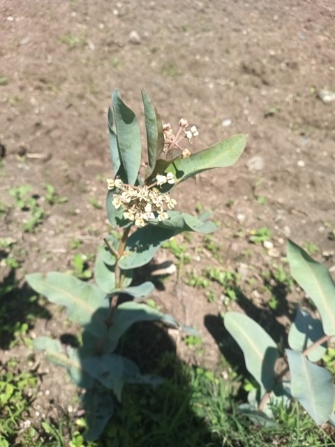 Nodding Milkweed (Asclepias glaucescens). Nodding Milkweed photographed in 68258 Oax., México