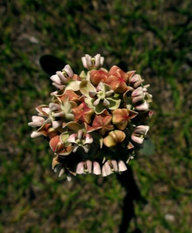 Nodding Milkweed (Asclepias glaucescens) in flower