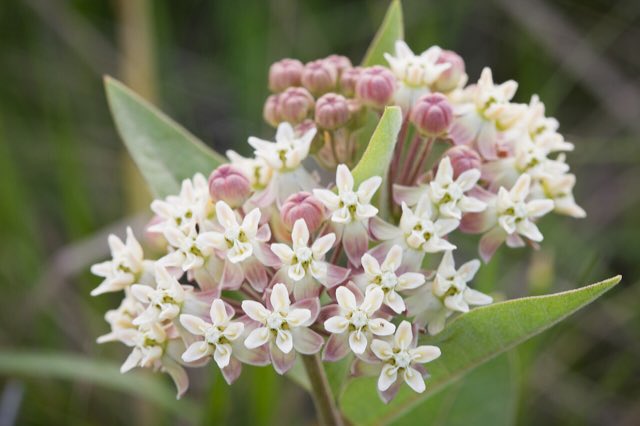 Oval-leaf Milkweed (Asclepias ovalifolia). Oval-leaf milkweed (19054174765)