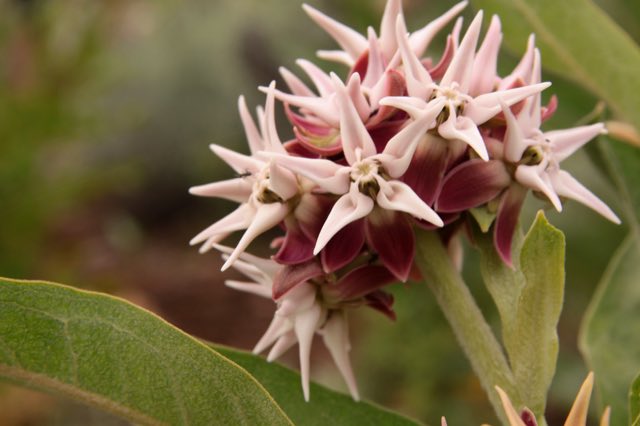 Oval-leaf Milkweed (Asclepias ovalifolia). Some kind of desert flower (14480035108)