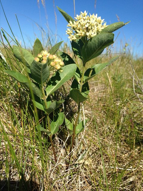 Oval-leaf Milkweed (Asclepias ovalifolia). Oval-leaf Milkweed on Mundt Lake WPA (36093654383)
