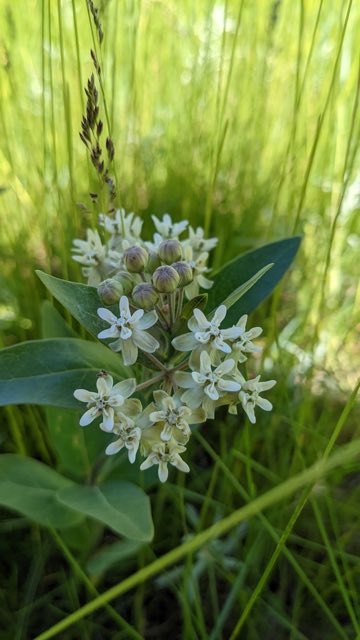 Oval-leaf Milkweed (Asclepias ovalifolia). Oval-leaf Milkweed photographed in Sibley, ND, USA