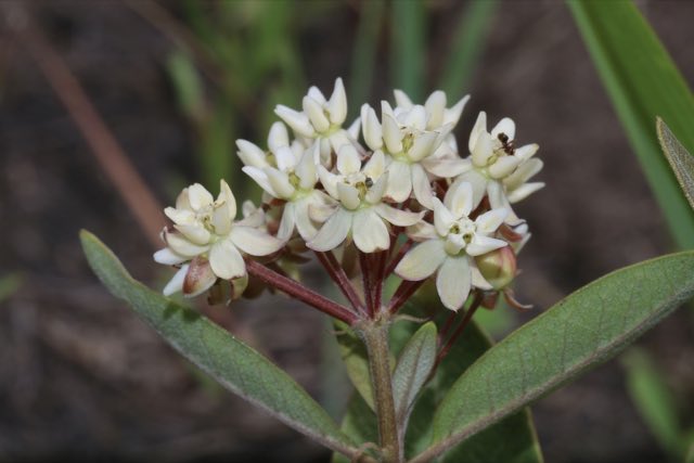 Oval-leaf Milkweed (Asclepias ovalifolia). Oval-leaf Milkweed photographed in Beaver Creek Conservation Area, Corman Park, SK, CA