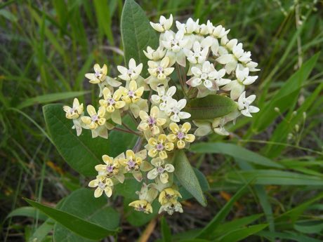 Oval-leaf Milkweed (Asclepias ovalifolia) in flower