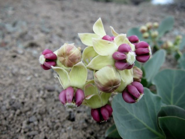 Pallid Milkweed (Asclepias cryptoceras). Asclepias cryptoceras