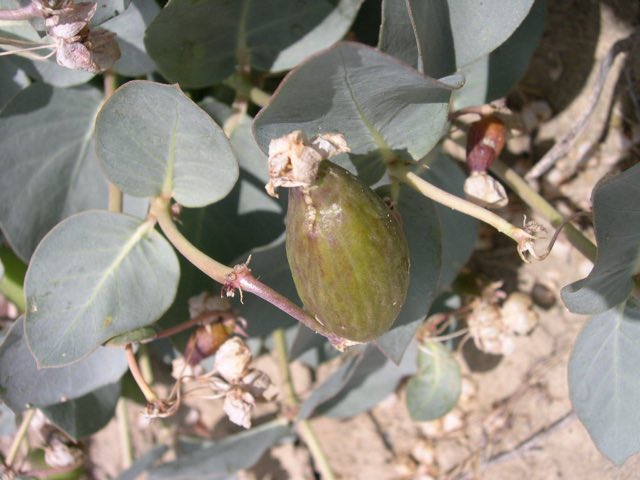 Pallid Milkweed (Asclepias cryptoceras). Asclepias cryptoceras ssp. davisii fruit-5-12-04