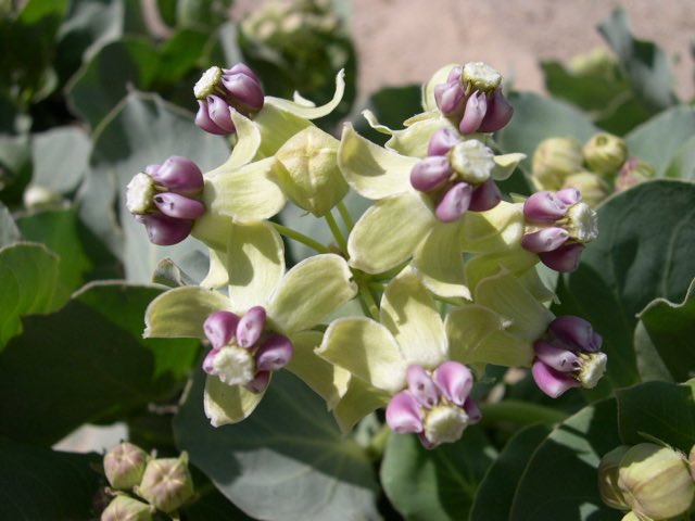 Pallid Milkweed (Asclepias cryptoceras). Asclepias cryptoceras ssp. davisii-4-12-04