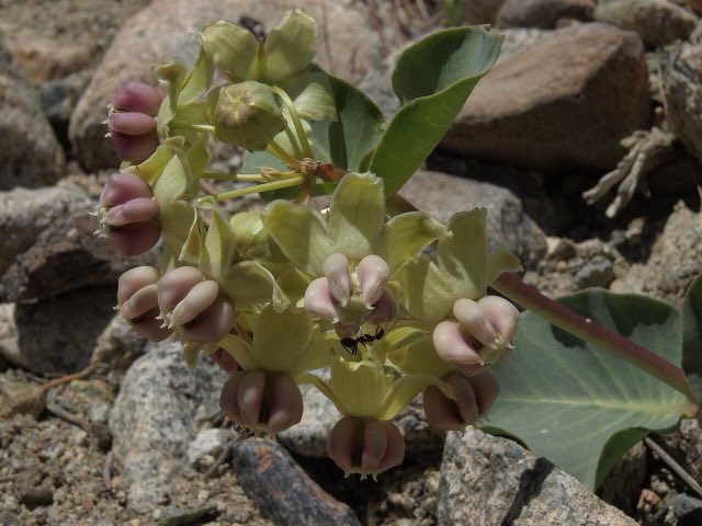 Pallid Milkweed (Asclepias cryptoceras). Cow cabbage, Asclepias cryptoceras (15458150903)