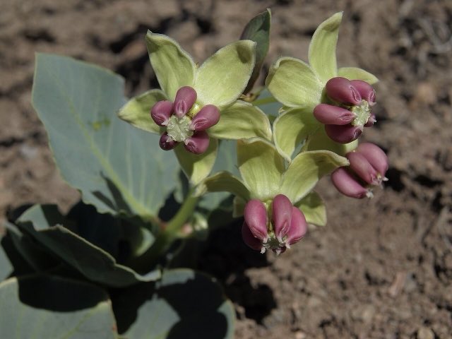 Pallid Milkweed (Asclepias cryptoceras). Cow cabbage, Asclepias cryptoceras (49068037891)