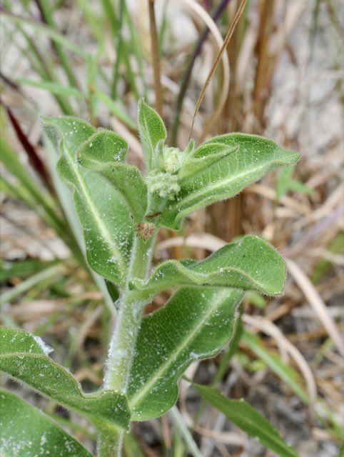 Pineland Milkweed (Asclepias obovata). Asclepias obovata