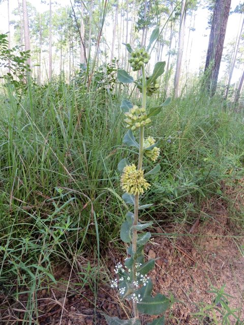 Pineland Milkweed (Asclepias obovata). Pineland Milkweed photographed in E.O. Siecke State Forest, Newton County, TX, USA