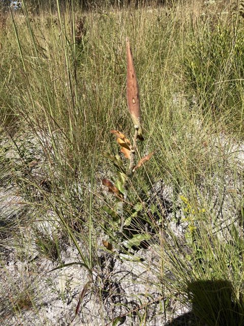Pineland Milkweed (Asclepias obovata). Pineland Milkweed photographed in Lake City, FL, US