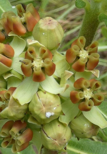 Pineland Milkweed (Asclepias obovata). Pineland Milkweed photographed in Screven County, GA, USA