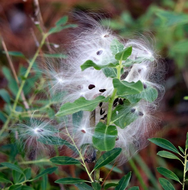 Pineland Milkweed (Asclepias obovata). Pineland Milkweed photographed in Jackson County, MS, USA