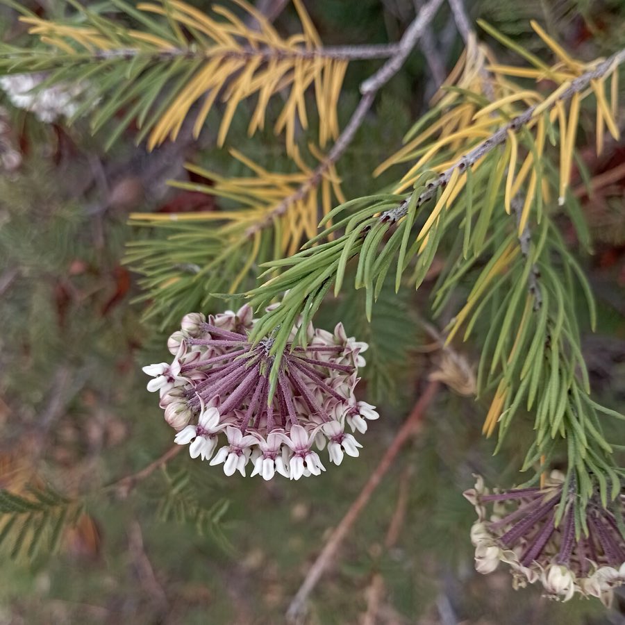 Pineneedle Milkweed (Asclepias linaria). Inflorescencias del pinillo (Asclepias linaria)