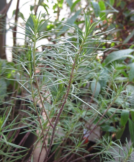 Pineneedle Milkweed (Asclepias linaria). Asclepias linaria