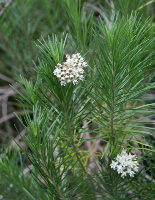 Pineneedle Milkweed (Asclepias linaria). Asclepias linaria2